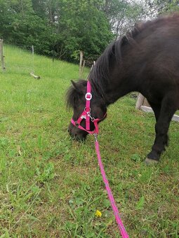 Docházka k poníkovi - 8