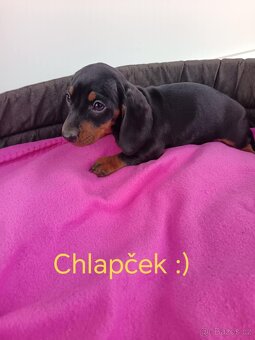 Jezevčík trpaslici čierny, merle,izabela - 8