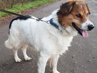 BASTY K ADOPCI - milý vděčný mazel, vhodný k dětem - 8
