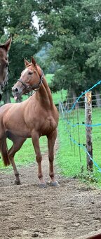 Tříletá charakterní klisna - 8