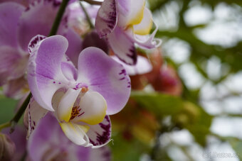 OBJEKTIV asahi pentax SUPER-MULTI-COATED MACRO-TAKUMAR 50/4, - 8