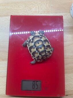 Želva testudo graeca -žlutohnědá - 8