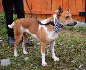 DANIEL K ADOPCI - 2,5 ROKU,PŘÁTELSKÝ,KONTAKTNÍ - - 8