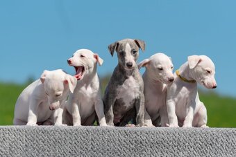 whippet/vipet s PP - 8