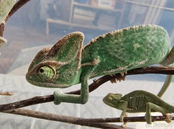 Chameleon jemenský - mláďata - 8