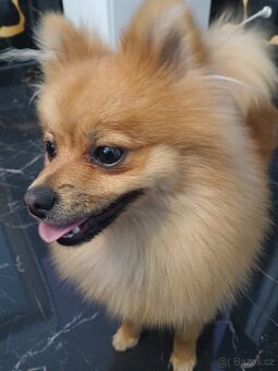 Pomeranian - 8