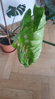 Monstera Deliciosa, 4 roky stará - 8