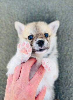 Welsh corgi pembroke s PP (FCI) - 8