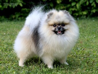 Pomeranian s PP FCI - 8