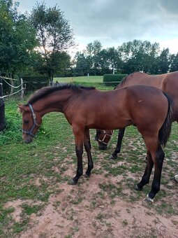 hřebec český teplokrevník - 8