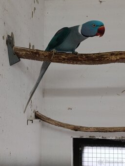 Alexander velký - 8