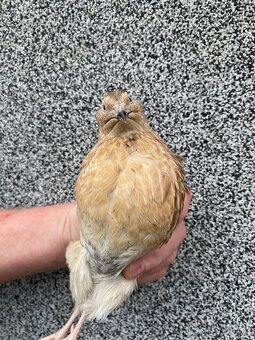 Prodej křepelek - 8