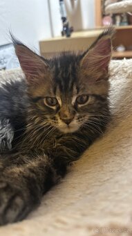 Mainska Mývalí - 8