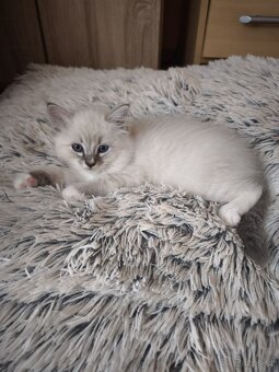 Ragdoll koťátka - 8
