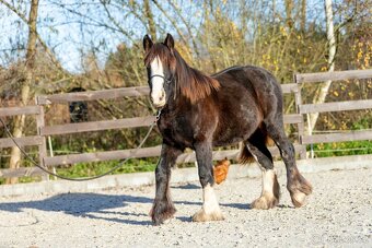 Roční klisna irský cob - 8