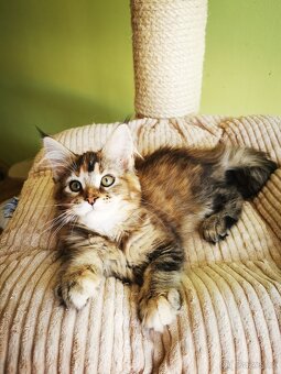 Mainská mývalí s pp - 8