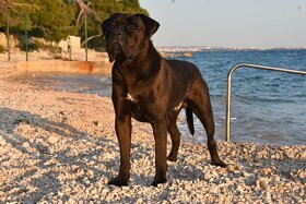 Černý krycí pes Cane Corso - 8