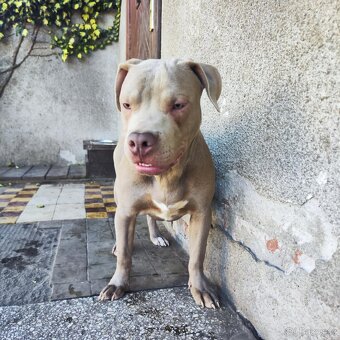 Americký pitbulterier pitbul pitbull silver lilac rare - 8