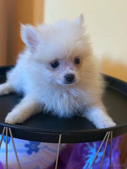 Pomeranian - 8