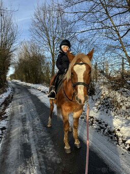 Prodej velmi hodného vychovaného pony poníka kategorie B - 8