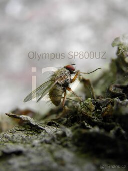 Olympus SP800UZ (ultrazoom) - 8