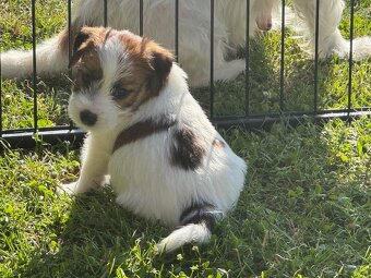 Jack Russell teriér s PP - 8