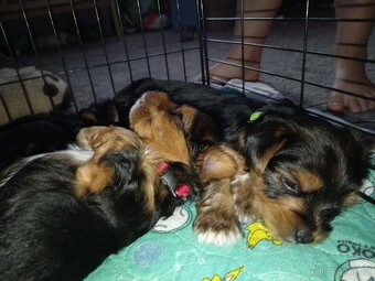 Jorkšír štěňátka - 8