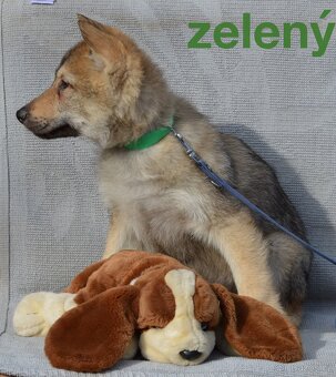 Československý vlčák - 8