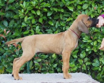 RHODESIAN RIDGEBACK šteniatka s PP ihneď k odberu - 8
