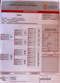 Lusitano plemenný hřebec PSL - 8