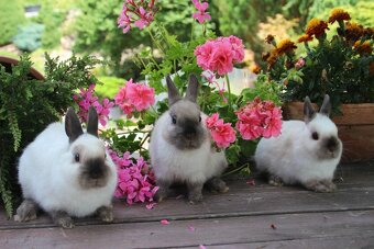 Zakrslý králík siamský žlutý - 8