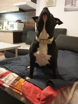 American Bully XL - 8