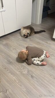 Pětiletá kočička ragdoll s PP hledá akutně nový domov - 8