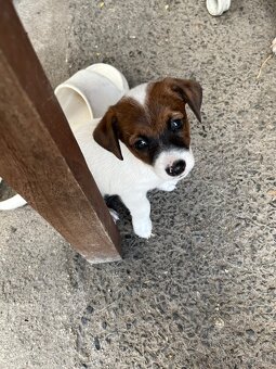 Jack russell teriér - 8