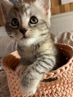 Britská koťátka - 8