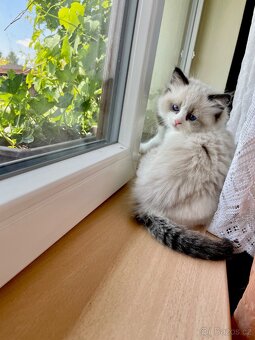 Ragdoll s PP - 8