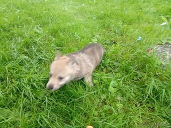 Československý vlčák – štěňata na prodej 🐺 - 8
