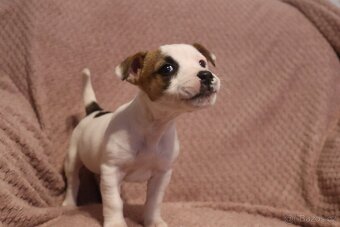 Jack Russell teriér - 8