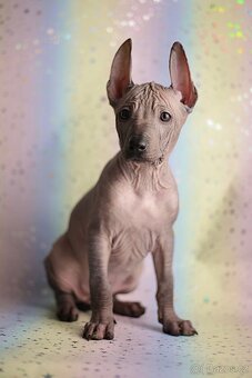 Peruánsky naháč s PP stredná/veľká - 8