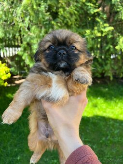 Trpaslíči Pekinézer - 8