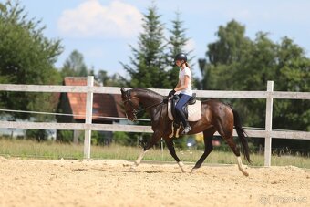 Westfálská klisna do sportu i rekreace - 8