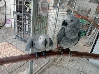 Žako Kongo ručně dokrmení již k odběru Brno - 8