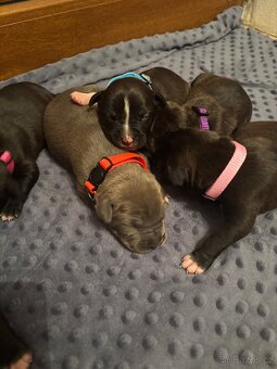 Americký stafordsirsky terier, Stafford, amstaf - 8