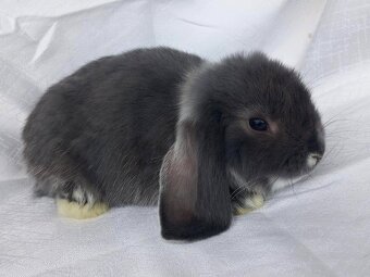 Zakrslí beránci,teddy a bílopesíkatí králíčci s rodokmenem - 8