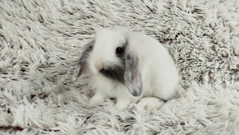 Zakrslý beránek, králíček, králík - MINDY - 8