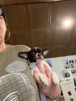 Čokoládovobílý pejsek čivava s PP FCI , ihned k odběru - 8