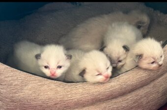 Prodám koťátka Ragdoll - 8