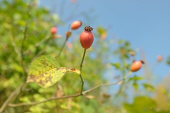 Fotoaparát Fujifilm X100S s příslušenstvím - 8