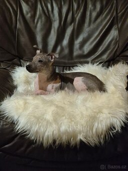 Americký bezsrstý teriér s PP. - 8