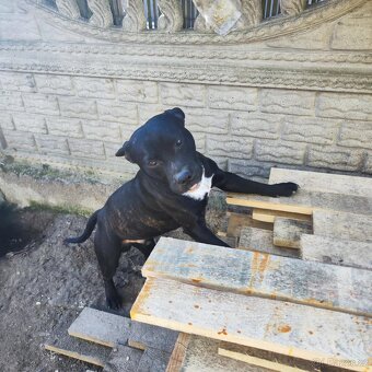 Stafordšírský bulteriér bullterrier modry psik - 8
